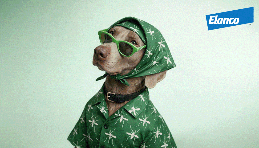 ELANCO-REDCARPET_GIF